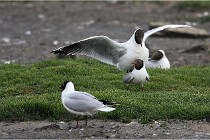 D500 Texel 18-05-30 00563   Photos ACG 2018