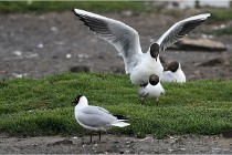 D500 Texel 18-05-30 00564   Photos ACG 2018