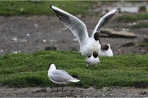 D500 Texel 18-05-30 00566   Photos ACG 2018