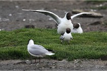 D500 Texel 18-05-30 00567   Photos ACG 2018
