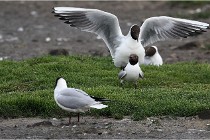 D500 Texel 18-05-30 00568   Photos ACG 2018