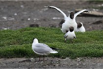 D500 Texel 18-05-30 00569   Photos ACG 2018