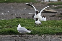 D500 Texel 18-05-30 00570   Photos ACG 2018