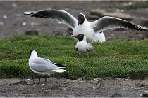 D500 Texel 18-05-30 00571   Photos ACG 2018