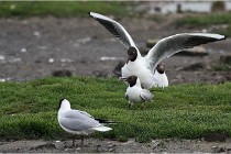 D500 Texel 18-05-30 00572   Photos ACG 2018