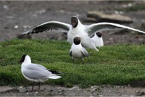 D500 Texel 18-05-30 00574   Photos ACG 2018