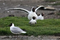 D500 Texel 18-05-30 00575   Photos ACG 2018