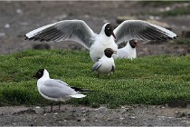 D500 Texel 18-05-30 00576   Photos ACG 2018