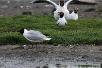 D500 Texel 18-05-30 00577   Photos ACG 2018