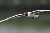 D500 Texel 18-05-30 00677  3  Photos ACG 2018