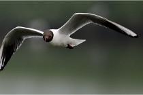 D500 Texel 18-05-30 00678  4  Photos ACG 2018