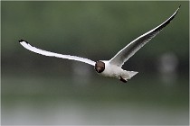 D500 Texel 18-05-30 00679  5  Photos ACG 2018