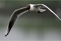 D500 Texel 18-05-30 00680  6  Photos ACG 2018