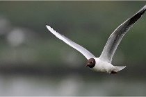 D500 Texel 18-05-30 00681  7  Photos ACG 2018