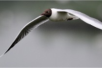 D500 Texel 18-05-30 00682  8  Photos ACG 2018