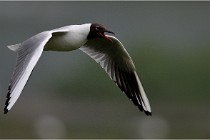 D500 Texel 18-05-30 00684  9  Photos ACG 2018