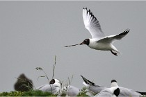 D500 Texel 18-05-30 00731   Photos ACG 2018