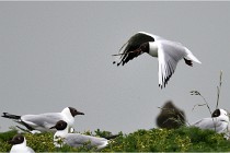 D500 Texel 18-05-30 00732   Photos ACG 2018