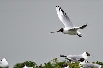 D500 Texel 18-05-30 00733   Photos ACG 2018