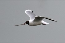 D500 Texel 18-05-30 00734   Photos ACG 2018