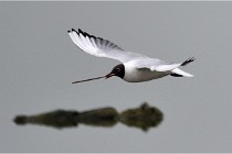 D500 Texel 18-05-30 00735   Photos ACG 2018