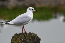 D500 Texel 18-05-30 00741   Photos ACG 2018