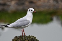 D500 Texel 18-05-30 00742   Photos ACG 2018