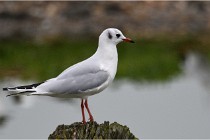 D500 Texel 18-05-30 00743   Photos ACG 2018