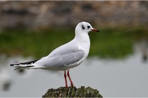 D500 Texel 18-05-30 00744   Photos ACG 2018