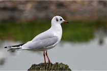 D500 Texel 18-05-30 00745   Photos ACG 2018