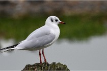 D500 Texel 18-05-30 00748   Photos ACG 2018