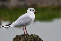 D500 Texel 18-05-30 00750   Photos ACG 2018