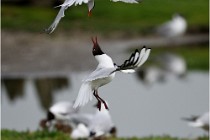 D500 Texel 18-05-30 00850   Photos ACG 2018