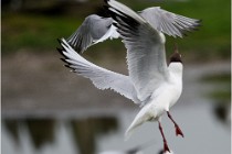 D500 Texel 18-05-30 00851   Photos ACG 2018