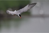 D500 Texel 18-05-30 00861   Photos ACG 2018