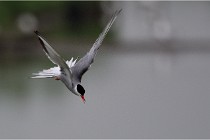 D500 Texel 18-05-30 00862   Photos ACG 2018