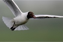 D500 Texel 18-05-30 00895   Photos ACG 2018