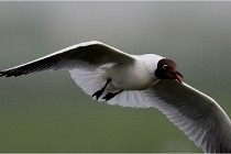 D500 Texel 18-05-30 00896   Photos ACG 2018