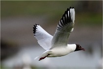 D500 Texel 18-05-30 00897   Photos ACG 2018