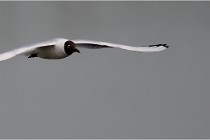 D500 Texel 18-05-30 00905   Photos ACG 2018