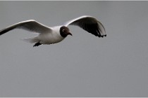 D500 Texel 18-05-30 00906   Photos ACG 2018