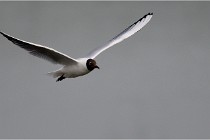 D500 Texel 18-05-30 00907   Photos ACG 2018