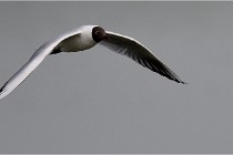 D500 Texel 18-05-30 00908   Photos ACG 2018