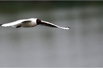 D500 Texel 18-05-30 00909   Photos ACG 2018