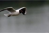 D500 Texel 18-05-30 00910   Photos ACG 2018