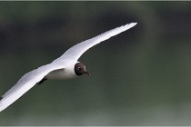 D500 Texel 18-05-30 00912   Photos ACG 2018