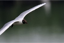 D500 Texel 18-05-30 00913   Photos ACG 2018