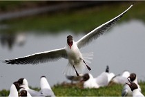 D500 Texel 18-05-30 00918   Photos ACG 2018