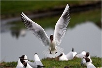 D500 Texel 18-05-30 00919   Photos ACG 2018