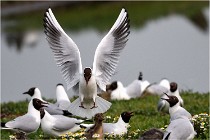 D500 Texel 18-05-30 00920   Photos ACG 2018